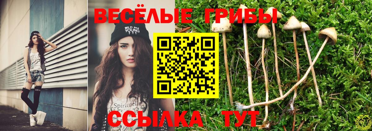 Галлюциногенные грибы Psilocybine cubensis Кизляр