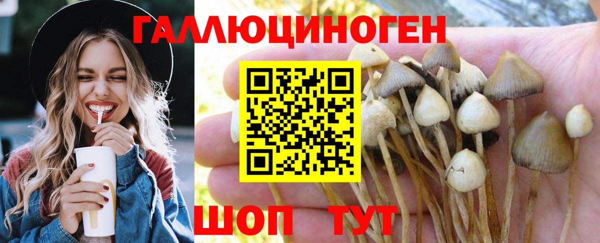 Кизляр  Псилоцибиновые грибы Psilocybe  Вход с VPN  Псилоцибиновые грибы Cubensis 